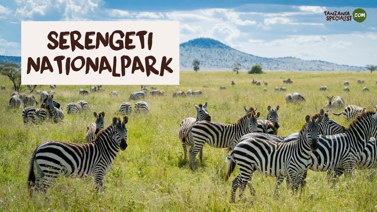 Entdecken Sie den Serengeti Nationalpark - Tanzania Specialist
