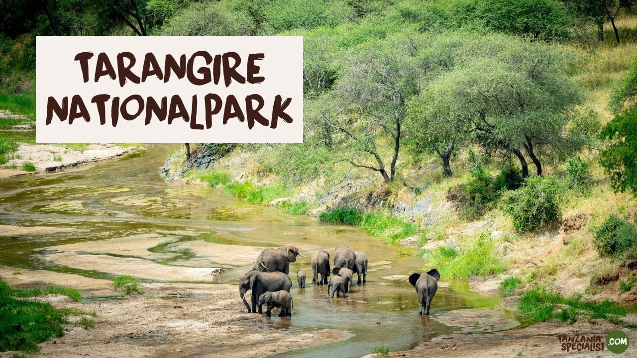 Entdecken Sie den Tarangire Nationalpark - Tanzania Specialist
