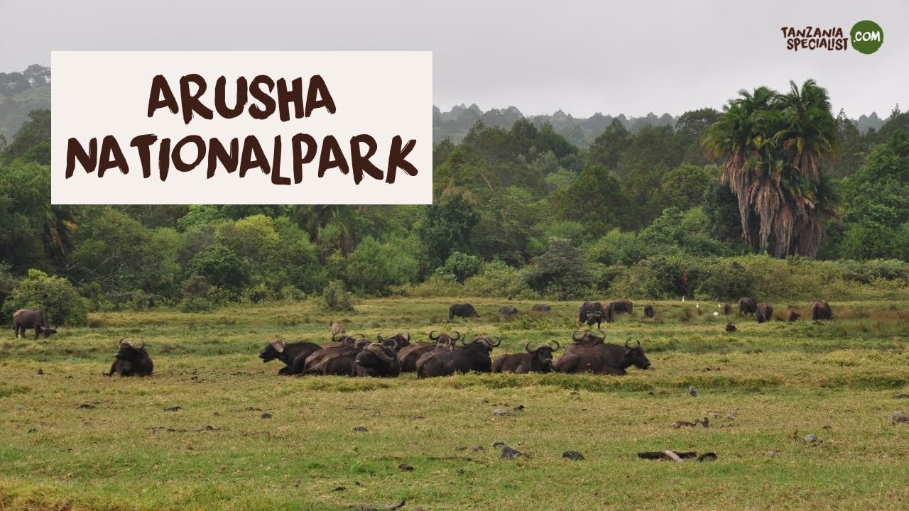 Entdecken Sie den Arusha Nationalpark - Tanzania Specialist