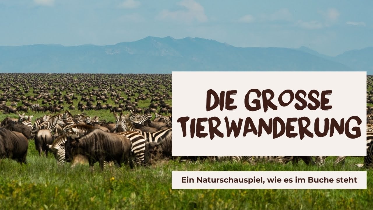 Steht die Grosse Tierwanderung schon auf Ihrer To-See-Liste?