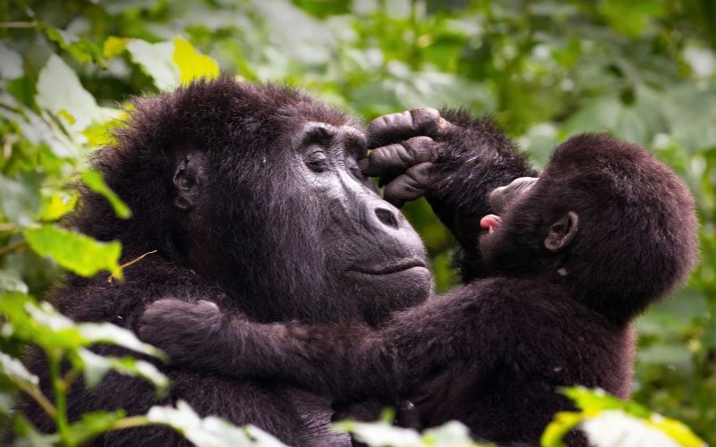 IM_PR_HI_UG_Mother and baby gorilla
