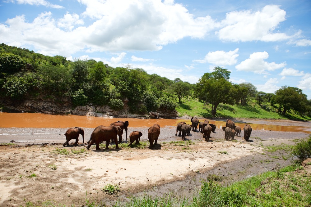 Elefantenherde zieht entlang des Tarangire Rivers im Tarangire Nationalpark