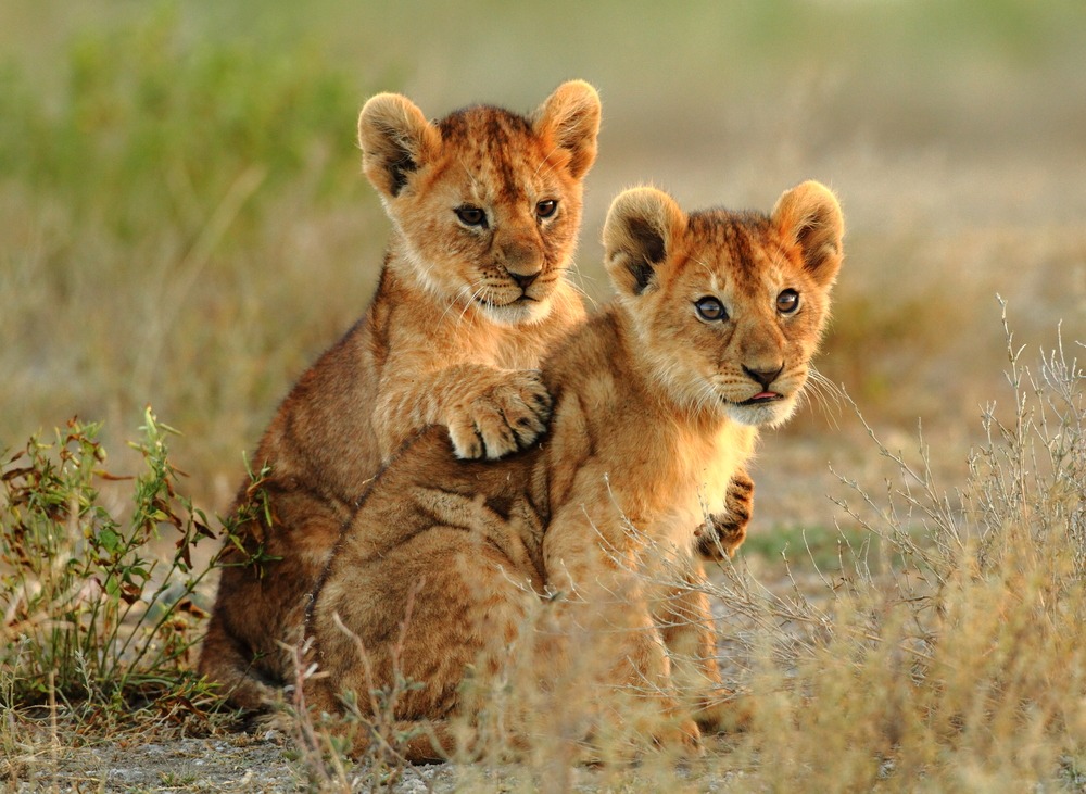 Zwei süße Löwenwelpen in der Serengeti