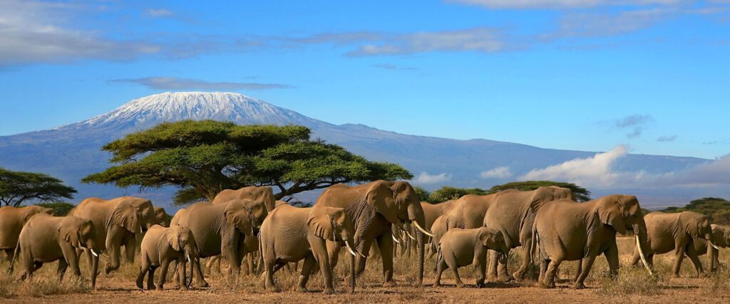 Vorbeiziehende Elefantenherde mit dem Gipfel des Kilimandscharo in der Ferne