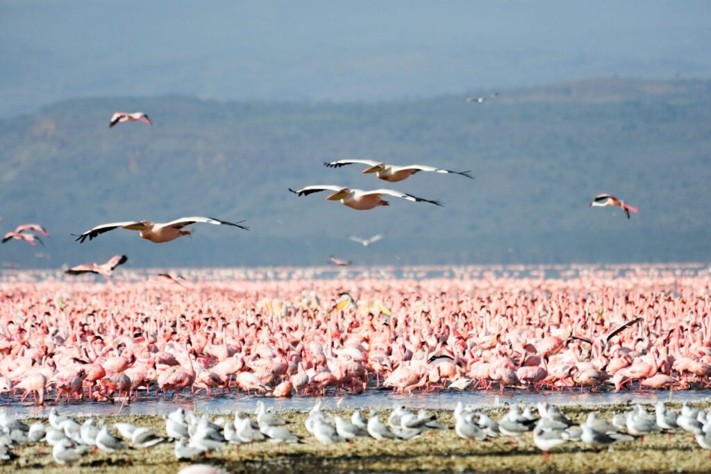 Vögel in Tansania - Flamingos