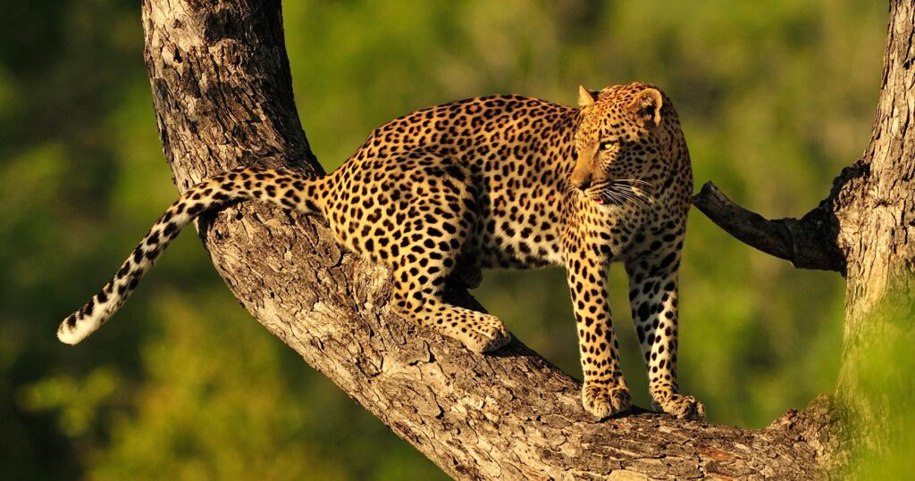 Leopard im Baum im Serengeti Nationalpark