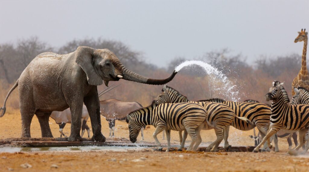 Elefant spritzt Wasser auf Zebras an einem Wasserloch im Arusha Nationalpark.