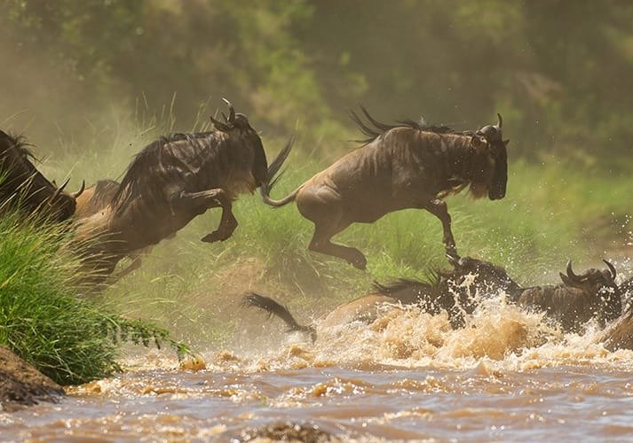 Gnus stürzen sich in einen Fluss in Tansania