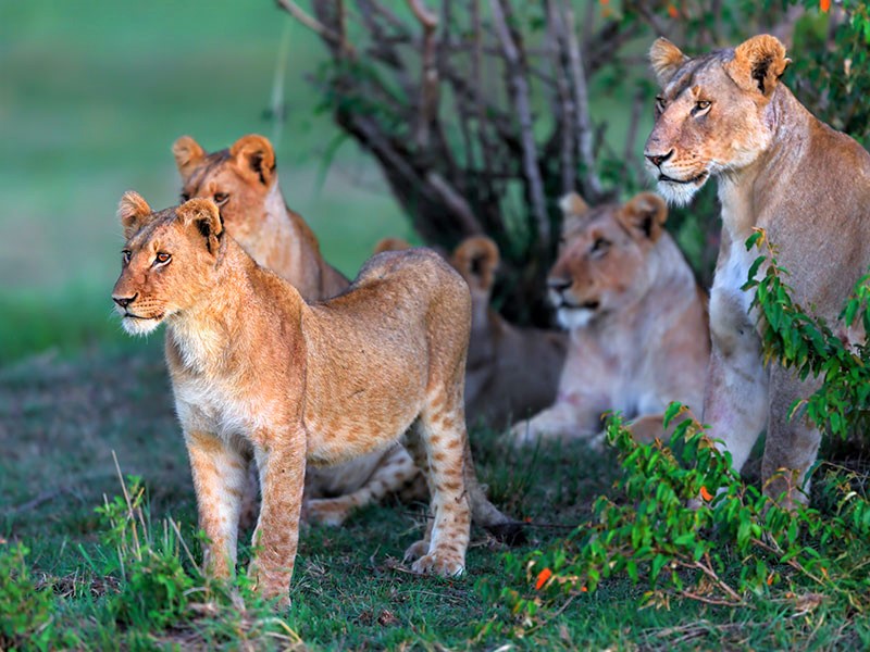 Löwenfamile in grüner Umgebung zur Zeit der Regensaison in Tansania
