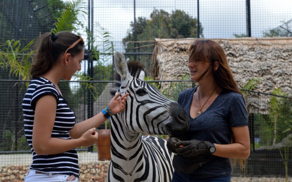 Zwei Frauen streicheln ein Zebra