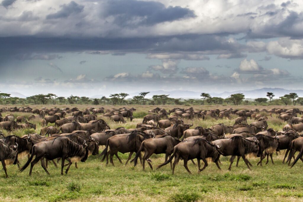 Große Tierwanderung in Tansania mit unzähligen Gnus