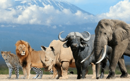Die Big Five von Tansania (Leopard, Löwe, Nashorn, Büffel, Elefant)