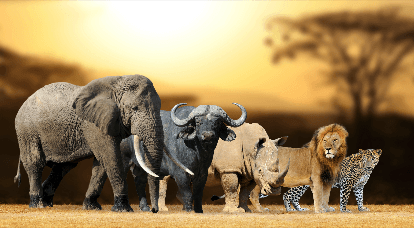Elefant, Büffel, Nashorn, Löwe und Leopard nebeneinander stehend