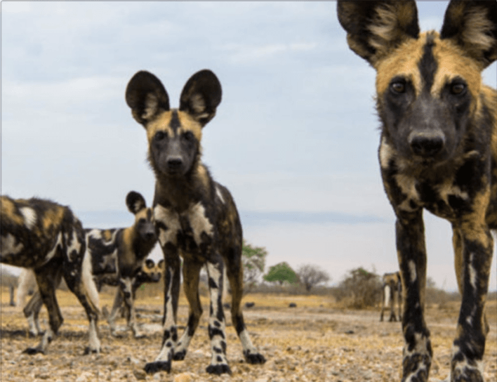 Wilde Hunde im Selous Game Reserve in Tansania