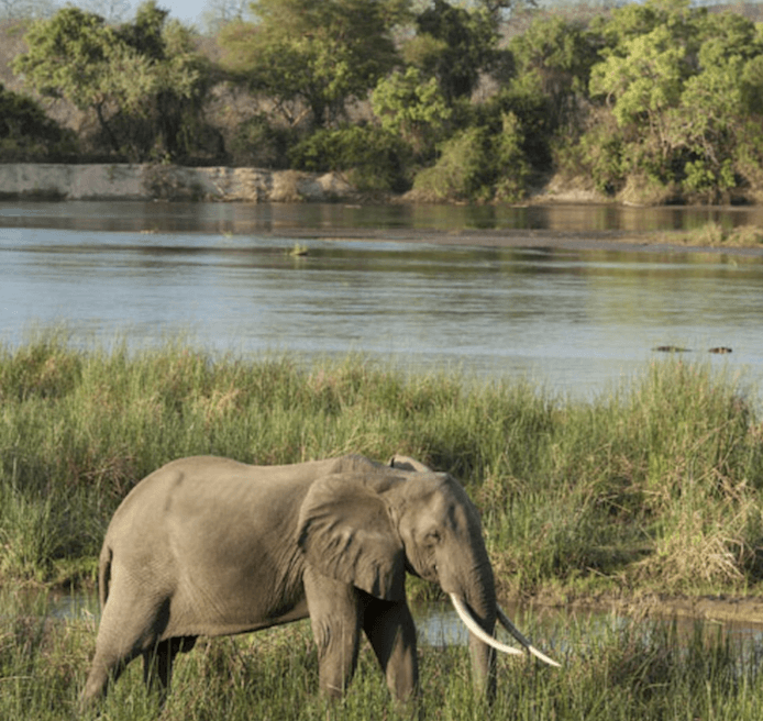 Rufiji River Selous Game Reserve