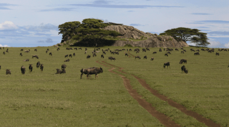Großer Herde von Gnus in der tansanischen Natur