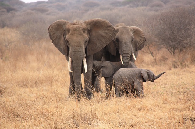 Elefanten im Ruaha Nationalpark in Tansania