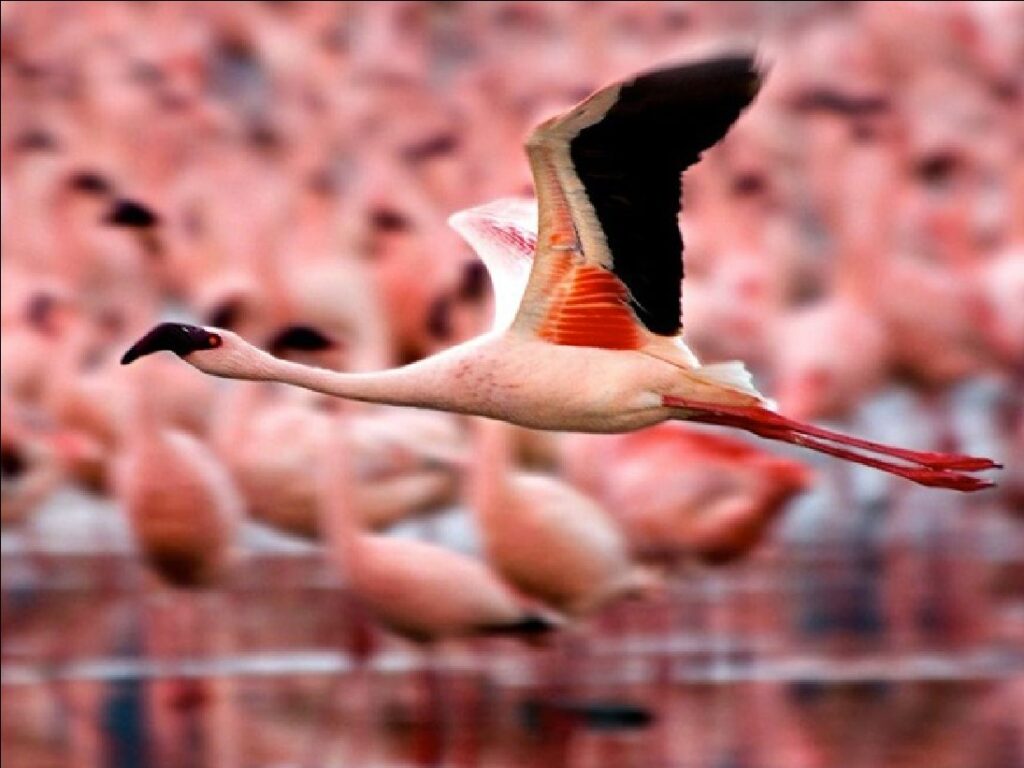 Fliegender Flamingo im Lake Natron Nationalpark in Tansania