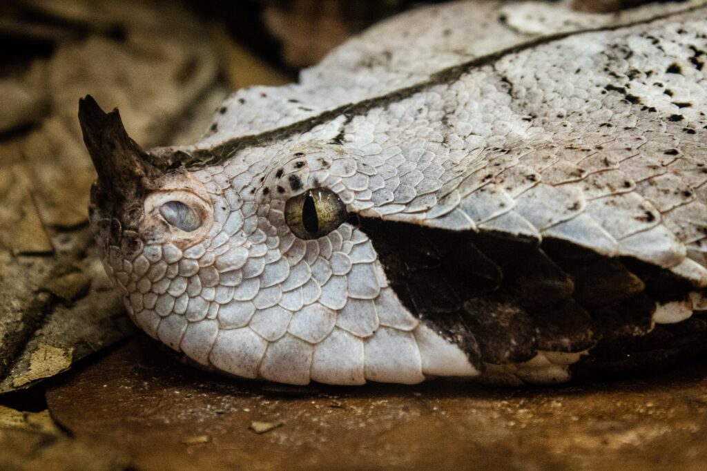 Nashorn Viper Schlange Tansania