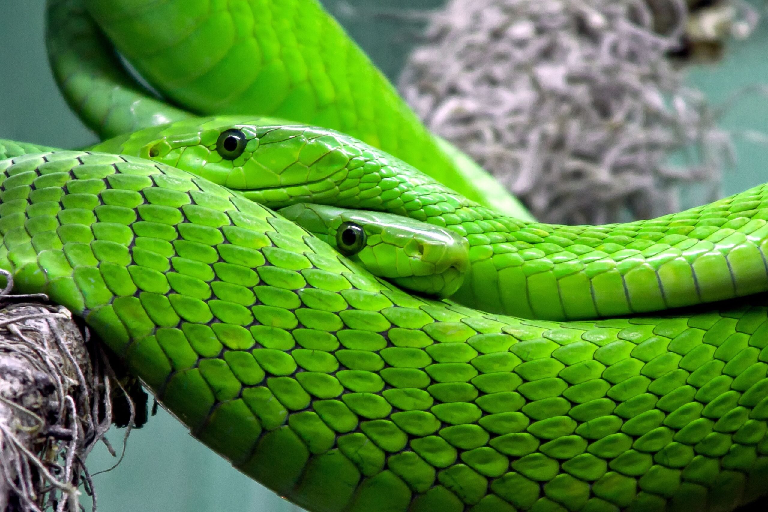 Green mamba