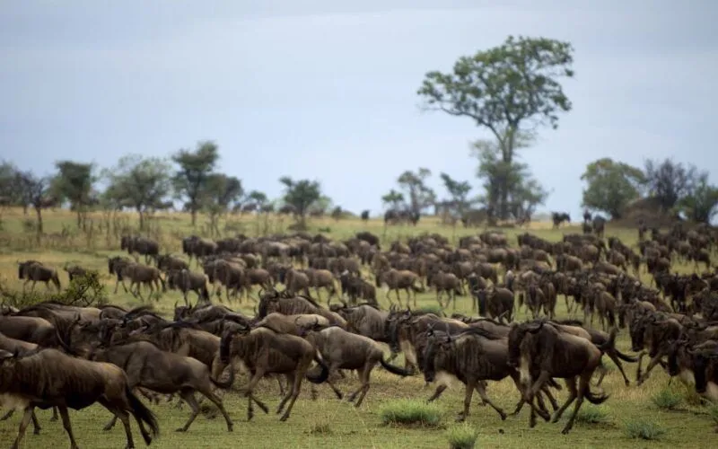 Erleben Sie die große Tierwanderung in Tansania