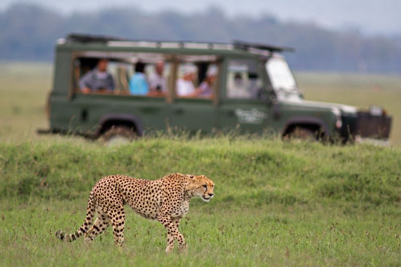 Safari Gepard Jeep Gras