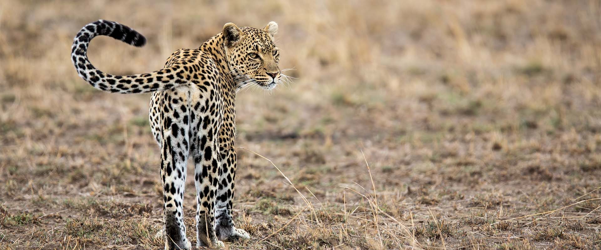 cheetah walking around in Tanzania