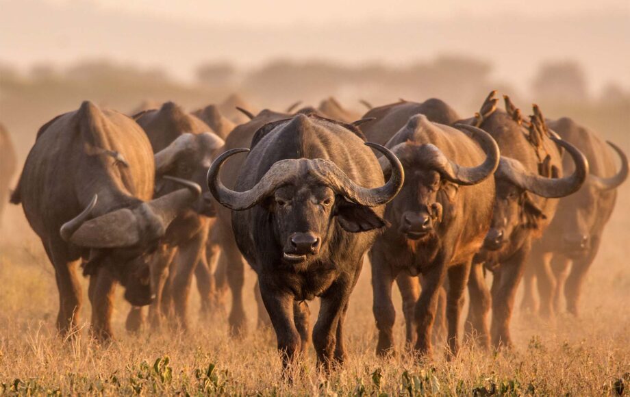 herd of wildebeest