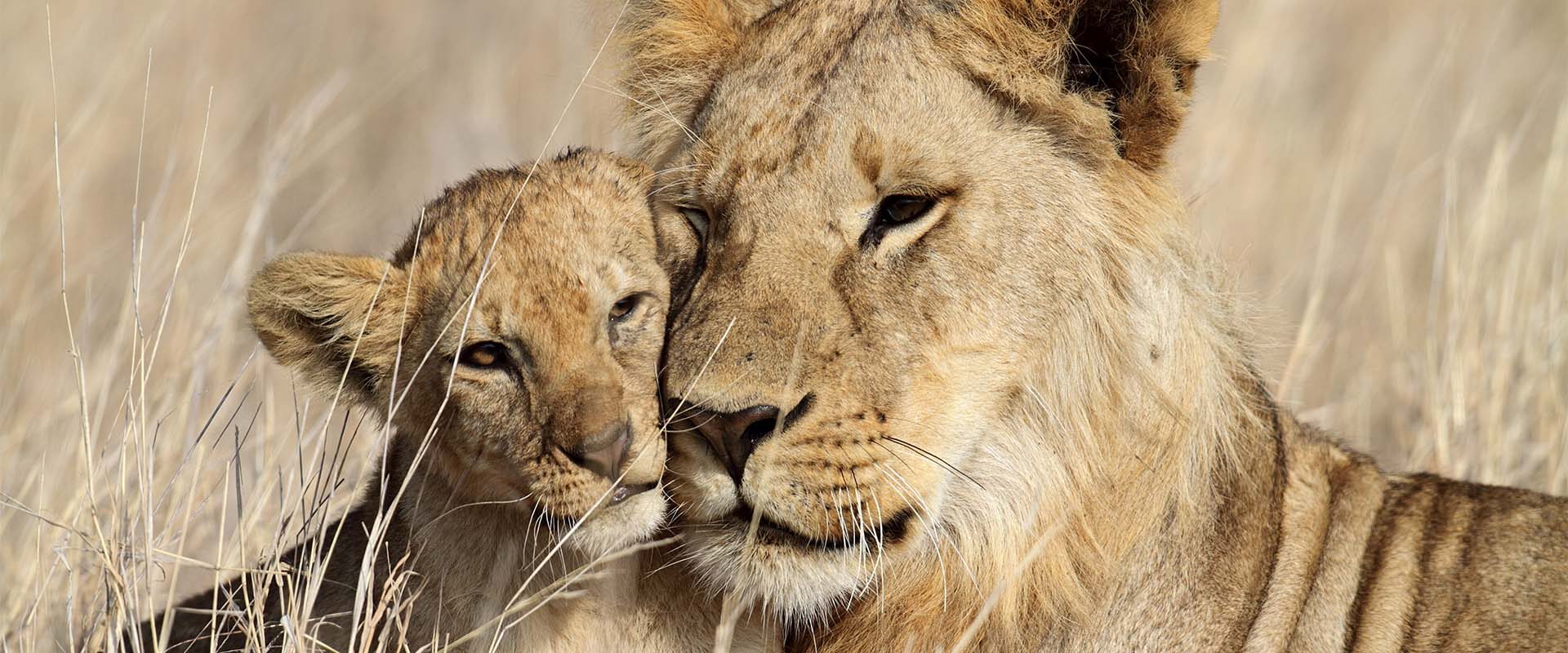 Löwin mit Jungem bei einer Safari in Tansania