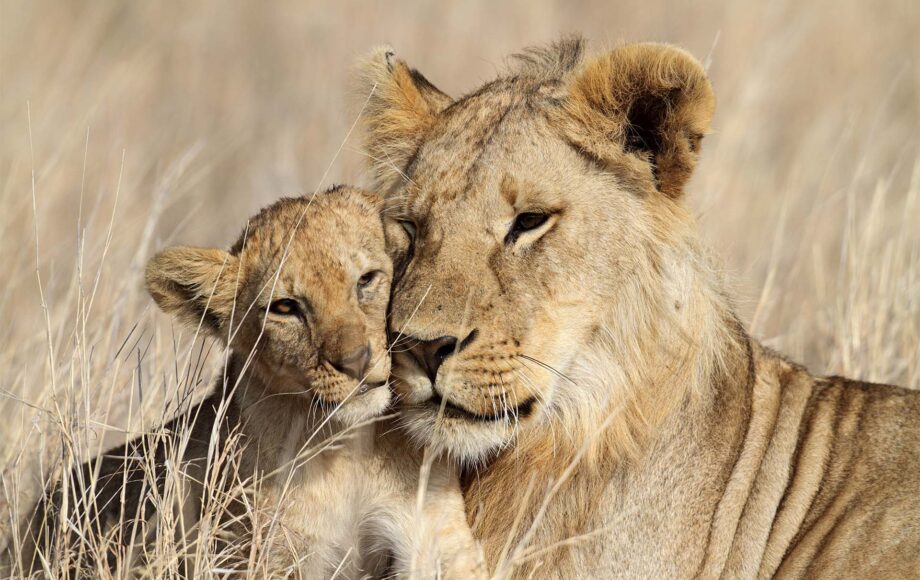 Löwin mit Jungem bei einer Safari in Tansania