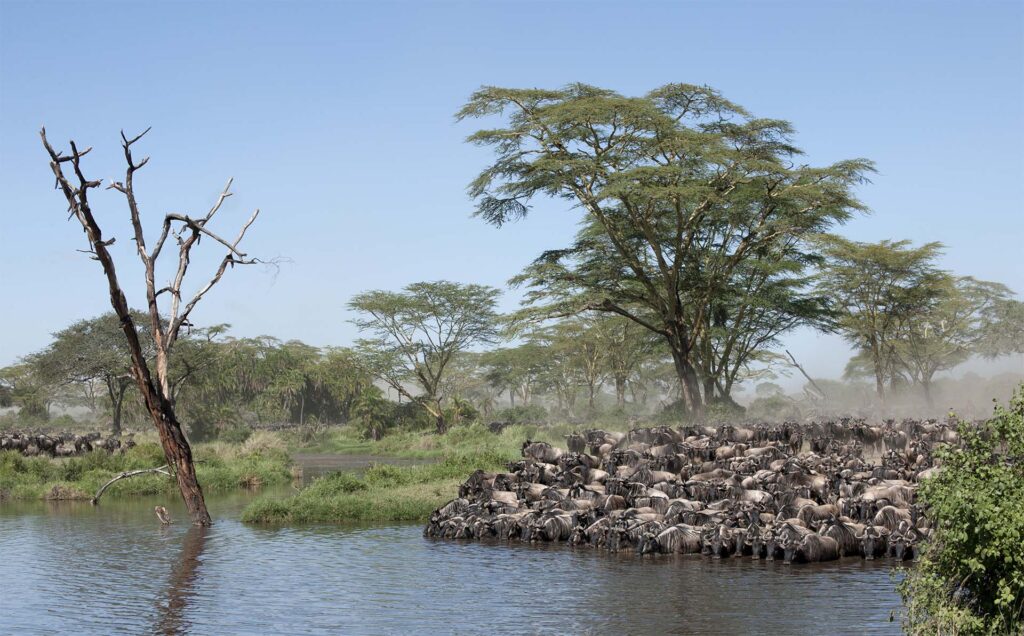 Gnu-Wanderung in Tansania