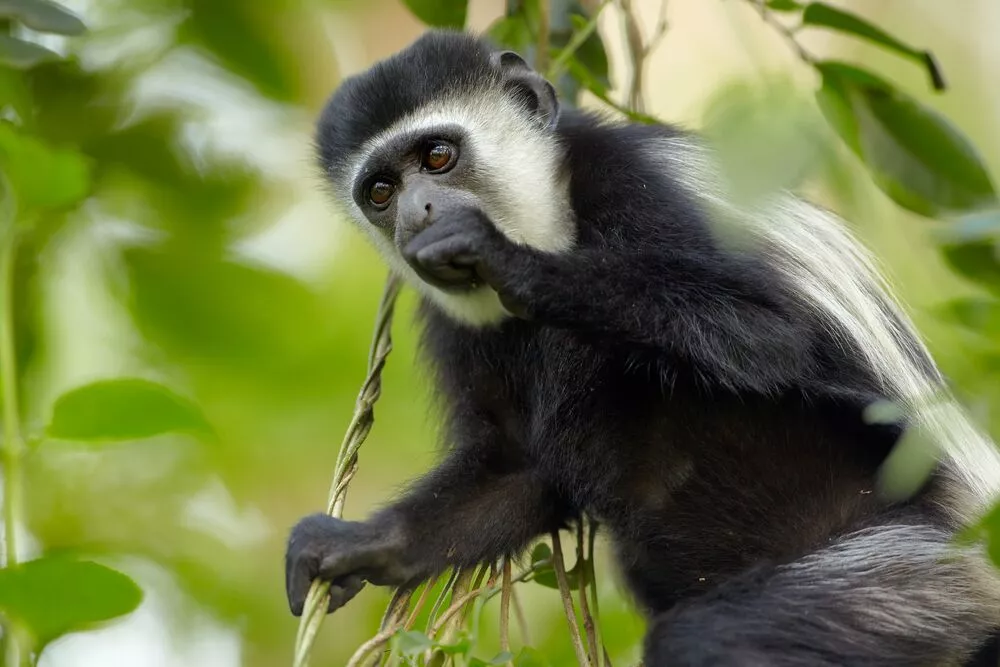 Colobus monkey in Arusha National Park, Tanzania