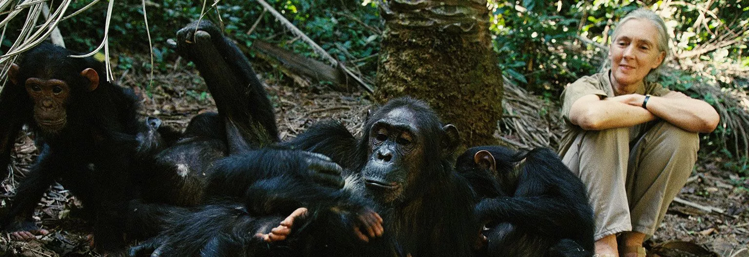 Jane Goodall mit Schimpansen im Gombe Stream Nationalpark in Tansania