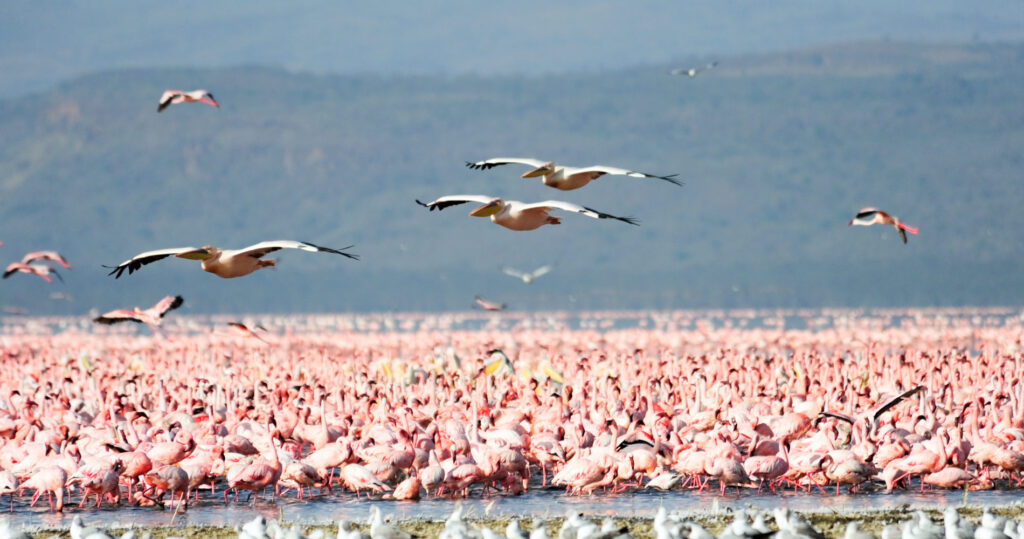 Lake Manyara Nationalpark Flamingo
