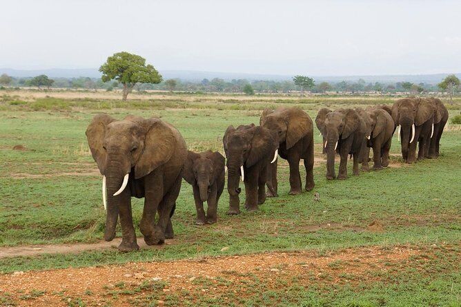 Elefantenherde läuft in einer Reihe auf braun-grünem Boden