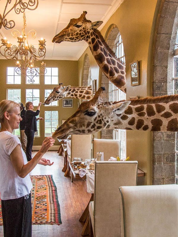 Giraffen strecken Hälse durch altes Gebäude und werden von Personen gefüttert