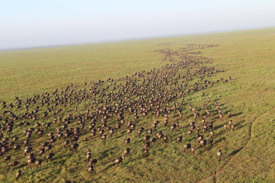 Gnuherde rennt in der Savanne über grüne Wiese