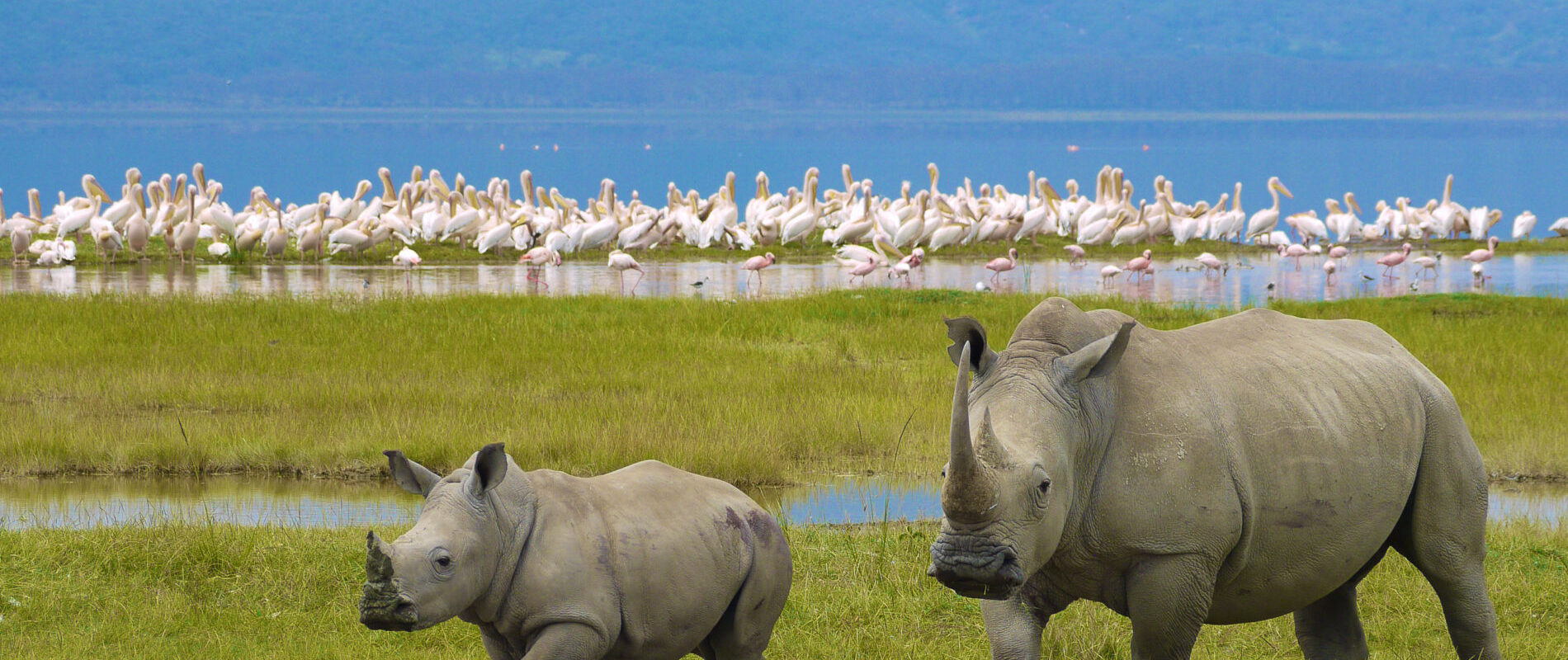 Breitmaulnashorn mit Nashornbaby auf grüner Wiese, Pelikane am Wassser