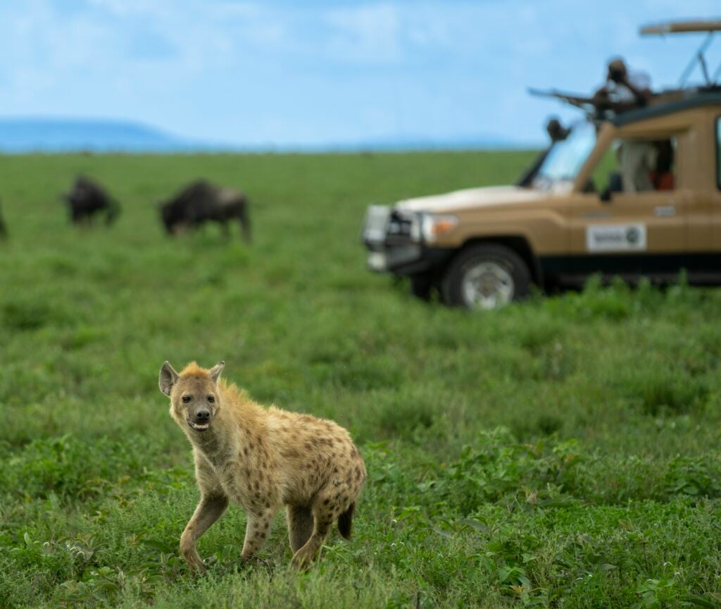 Ngorongoro jeep hyena