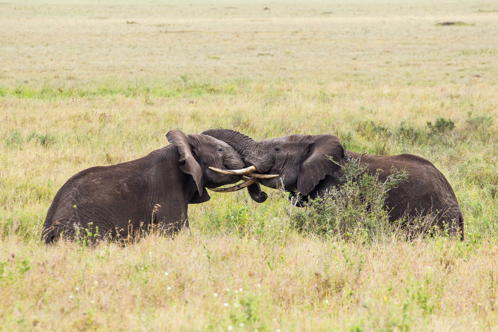 Zwei Elefanten kämpfen im hohen Gras