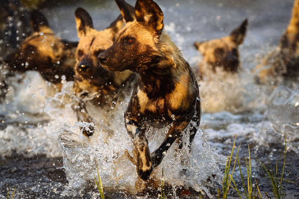 Rudel Afrikanische Wildhunde rennt durch Wasser