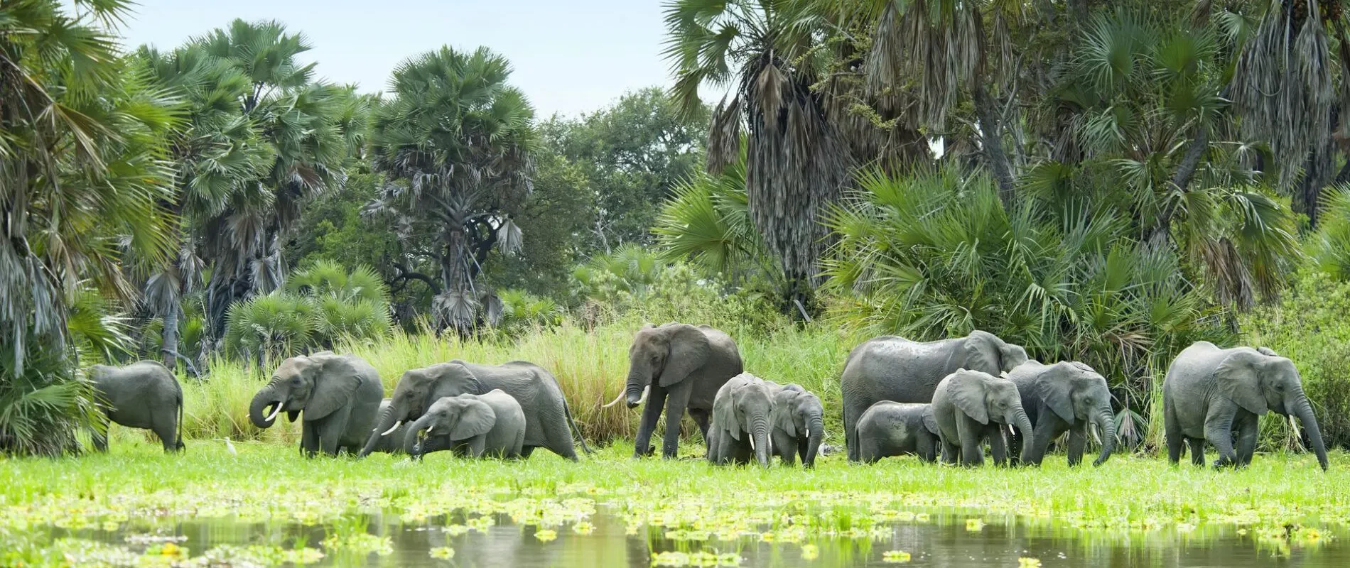 Elefanten im Selous Wildreservat