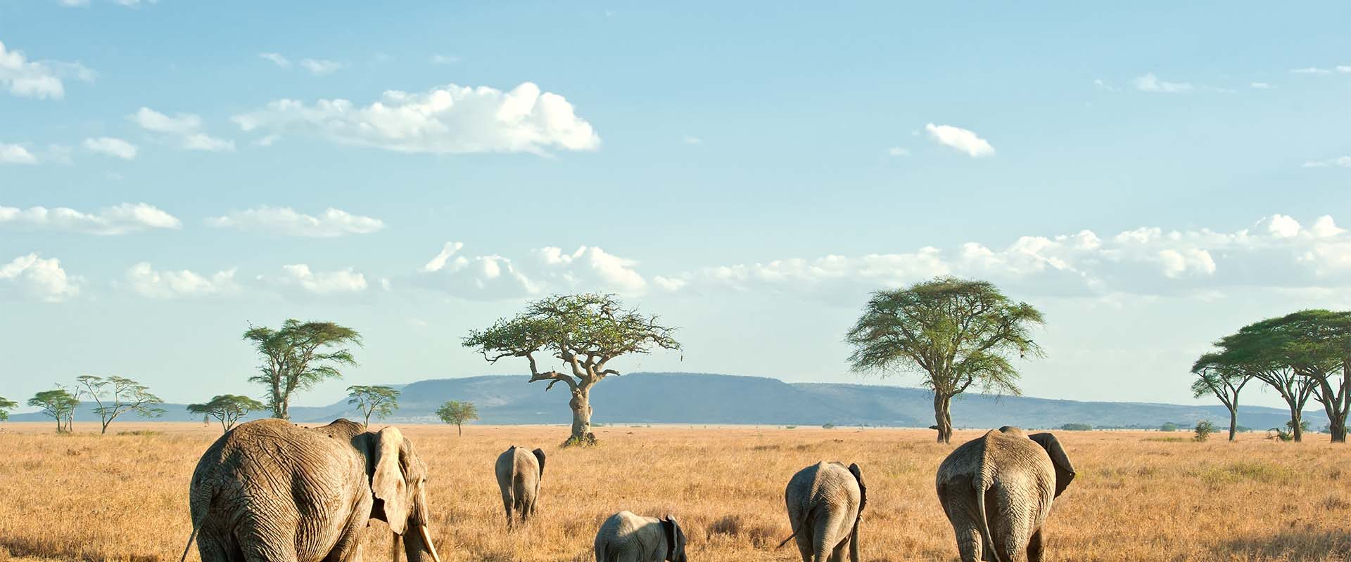 Elefantenherde in einem Nationalpark in Tansania