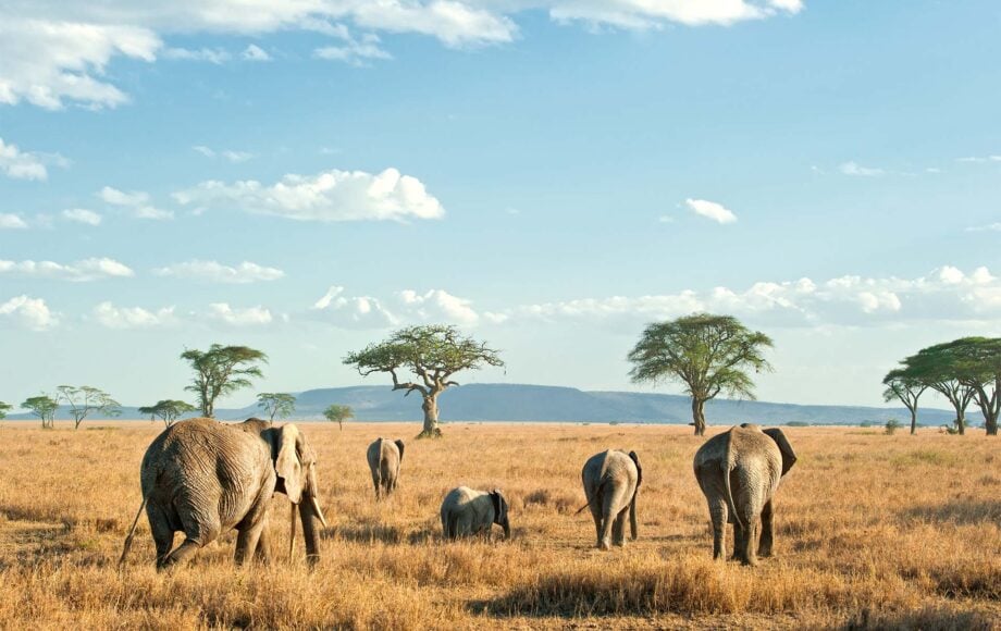Elefantenherde in einem Nationalpark in Tansania