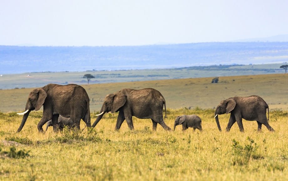 Tansania-Urlaub Elefant