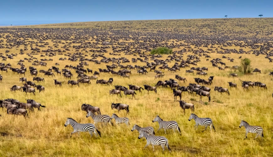 Gnus und Zebras rennen in Savanne