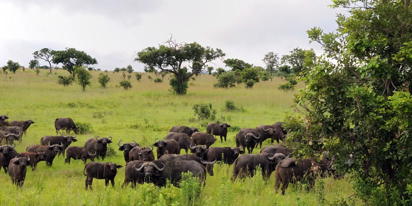 Büffel im Mikumi Nationalpark in Tansania