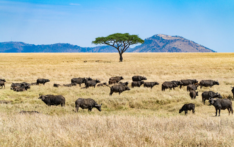 Tansania-Urlaub Büffel