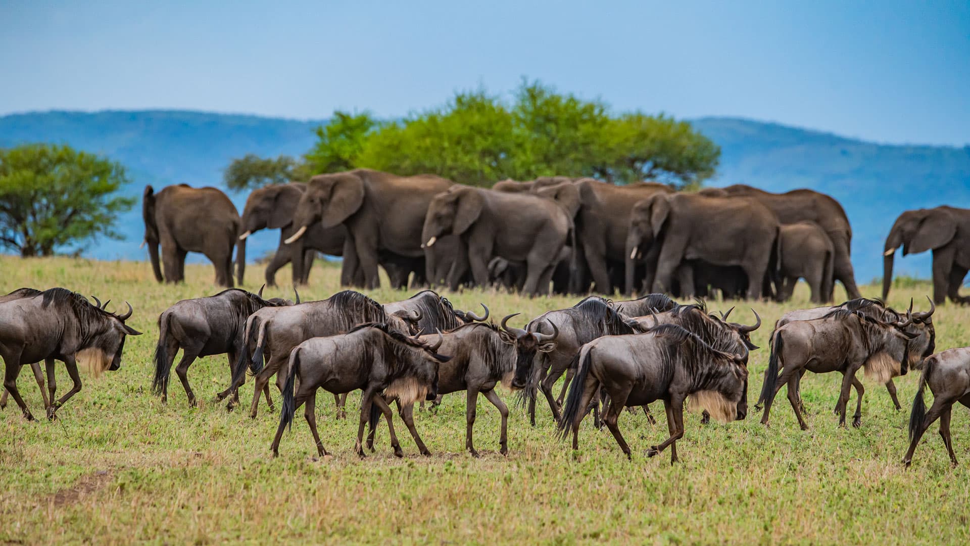 Gnu- und Elefantenherde auf grüner Wiese mit Berge und Bäumen im Hintergrund