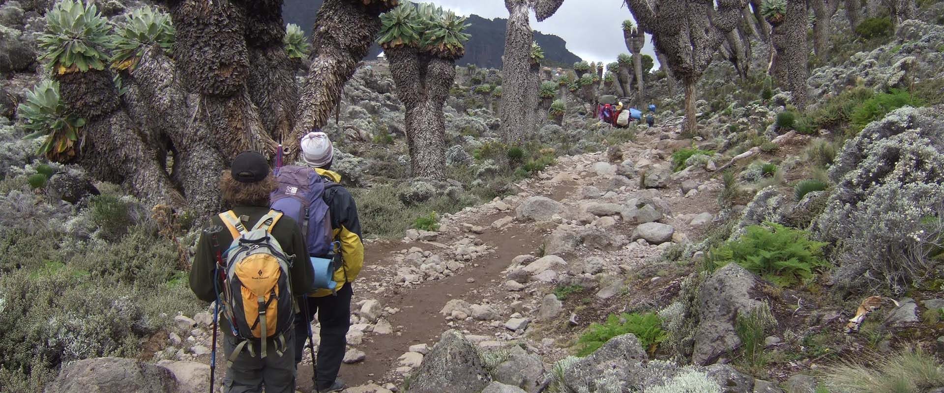 Wanderer mit Rucksäcken laufen auf Wanderweg mit Felsen und Bäumen